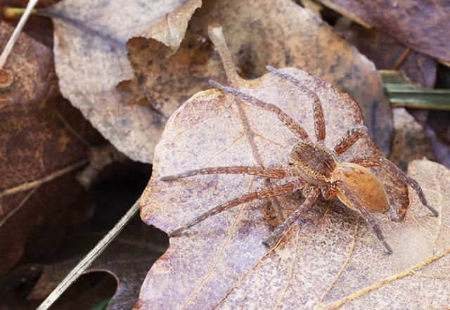 Dolomedes sp. - Lunigiana (MS)